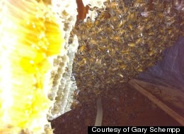 미국의 한 낡은 주택 다락방에서 벌 3만마리가 사는 벌집이 발견돼 충격을 주고 있다.(출처 : 허핑턴포스트)