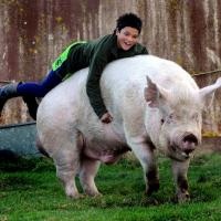 뉴질랜드에 사는 황소만한 돼지 '토비'가 화제다.(출처 : 오타고데일리타임즈)