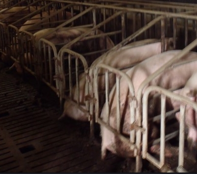 세이프웨이, "철제 우리 돼지 구매 않겠다" 