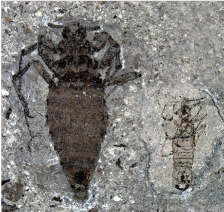 고대 흡혈벌레 화석