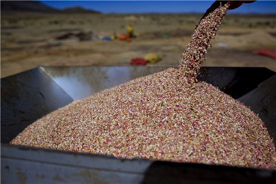 볼리비아에서 수확된 퀴노아의 모습. 세계보건기구(WHO)는 불에 익힌 퀴노아에서 섭취할 수 있는 단백질 등의 영양가치가 우유에 버금간다고 평했다. (사진=블룸버그통신 제공)