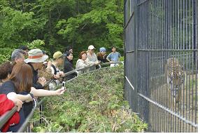 국립수목원 내 산림동물원에서 관람객들이 백두산호랑이를 보고 있다.