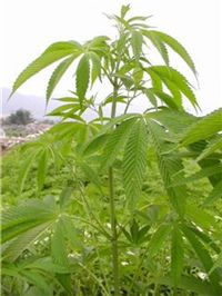 충북지역 21일부터 양귀비·대마 특별단속 