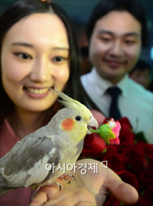 [포토] 앵무새에게 받는 성년의날 장미꽃