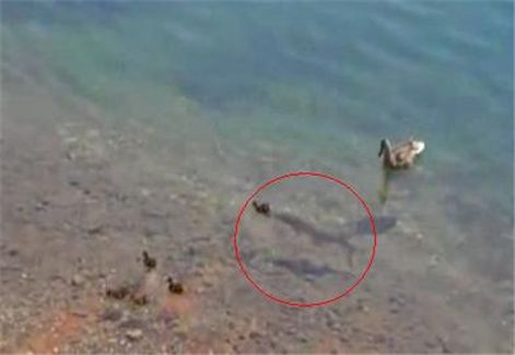 ▲ 물고기가 새끼오리를 공격하는 장면(관련영상 화면)