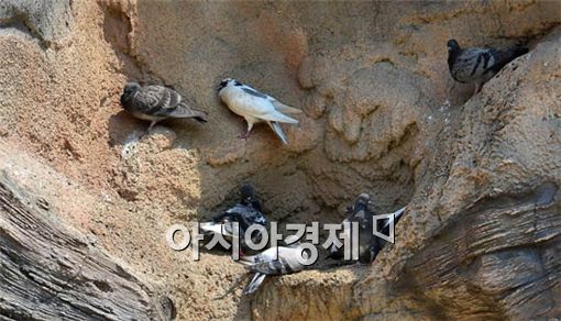 [포토] 그늘에 모인 비둘기