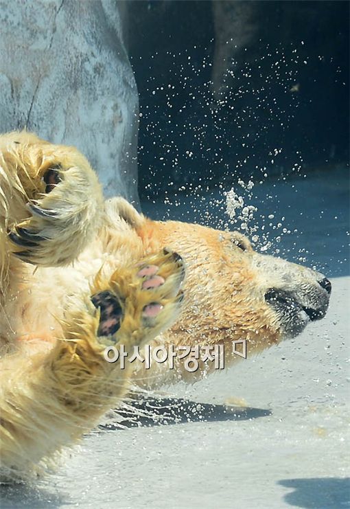 [포토] 물장난 치는 북극곰