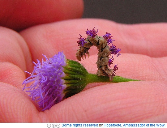 꽃으로 위장한 벌레…새똥 모양 애벌레도 있어
