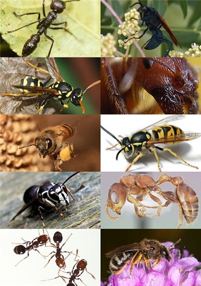 찔리면 고통스러운 곤충 Top10. 
총알개미(Bullet Ant), 타란툴라 호크(Tarantula Hawk), 종이 말벌(Paper Wasp), 붉은 일개미(Red Harvester Ant), 꿀벌(Honeybee), 옐로우재킷 말벌(Yellowjacket), 북아메리카 말벌(Bald-faced hornet), 불혼 아카시아 개미(Bullhorn Acacia Ant), 애집 개미(Fire Ant), 꼬마 꽃벌(Sweet Bee) (출처: 영국 데일리메일)