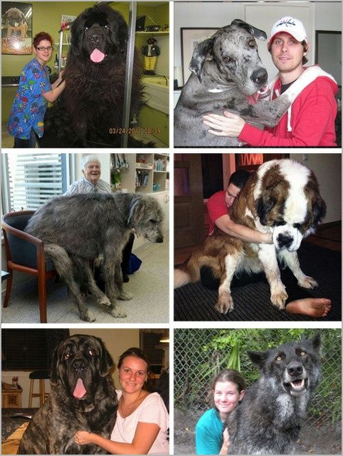 거대한 개 사진 화제 "사람보다 더 크네"