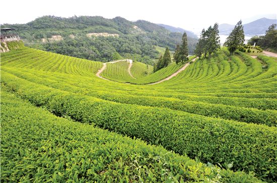 커피의 공습에 투항한 입맛···비탈에 선 한국 녹차