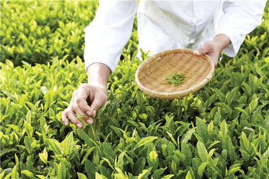 ‘茶道’라는 울타리 갇혀  대중화 소홀 업보 불러 
