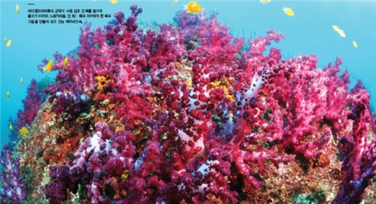 바다맨드라미류의 군락이 수중 암초 전체를 덮으며 물고기(노랑자리돔으로 추정) 떼와 어우러져 한폭의 그림을 만들어 내고 있는 제주 바닷속.