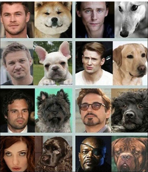 개벤져스 "어벤져스 멤버와 똑 닮았네"