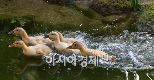 [포토] 달려라 오리