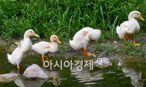 [포토] 귀여운 새끼오리들