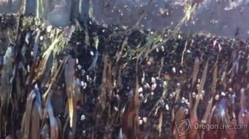 ▲ 오리건해안에서 발견된 일본 도크 시설물 표면에 붙은 해조류들
(출처: 오리건라이브닷컴)
