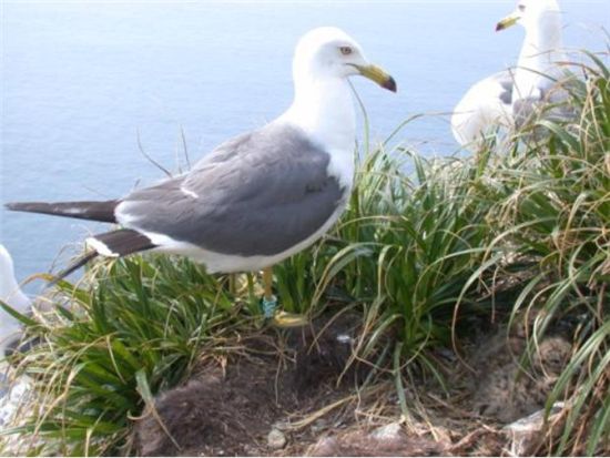 괭이갈매기, 수명은 몇 년일까?