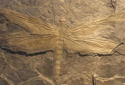 3억년 전 잠자리 "날개 펼치면 까마귀 크기"