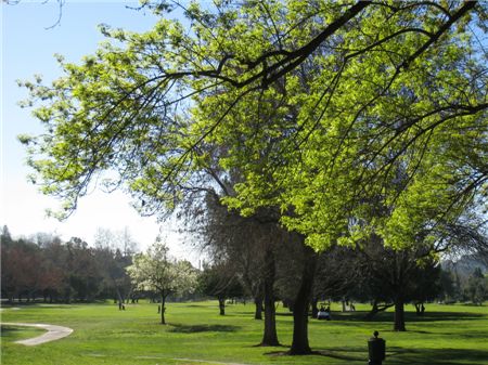 브룩사이드골프장은 빼곡한 팜트리와 아름드리 나무가 80여년의 세월을 말해준다. 