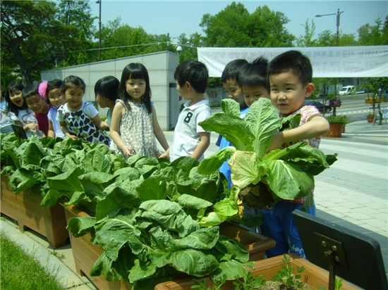 용산구청 유치원생들이 봄 배추 수확 기쁨을 느끼고 있다. 