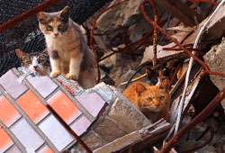 <환경스페셜>, 고양이를 부탁해