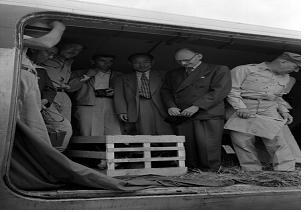 돼지를 비행기로 옮기는 모습(1951년)