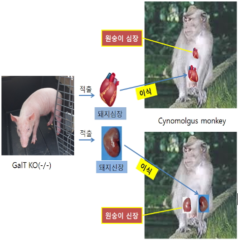 '돼지→원숭이' 장기 이식 첫 성공
