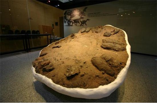 신안 압해도 수각류 공룡 알둥지 화석. 둥지 위에 2개의 알이 짝을 이룬 모습들이 보인다.
