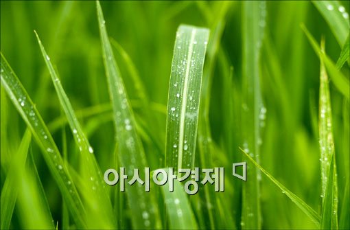 [포토] 송알송알 은구슬