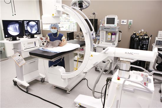 [펫]개같이 번다고? 개로 돈 번다!