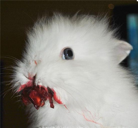 체리 먹는 하얀 토끼 "귀여운 모습에 덜덜 떤 이유"