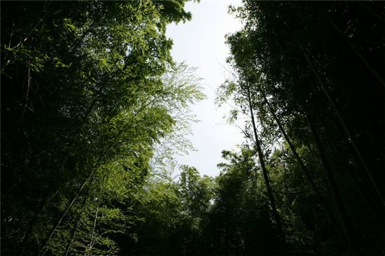 골리앗크레인과 휴양림이 어우러진 삼성重 거제조선소