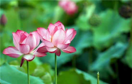 두물머리 물안개 피면 세미원 연꽃이 방긋 눈을 뜬다