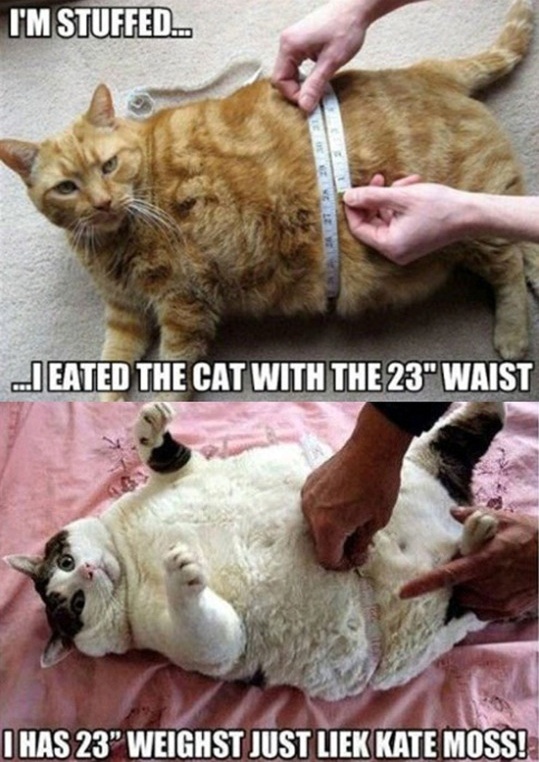 23인치 허리의 위엄 "비만 고양이 얼마나 먹었길래"