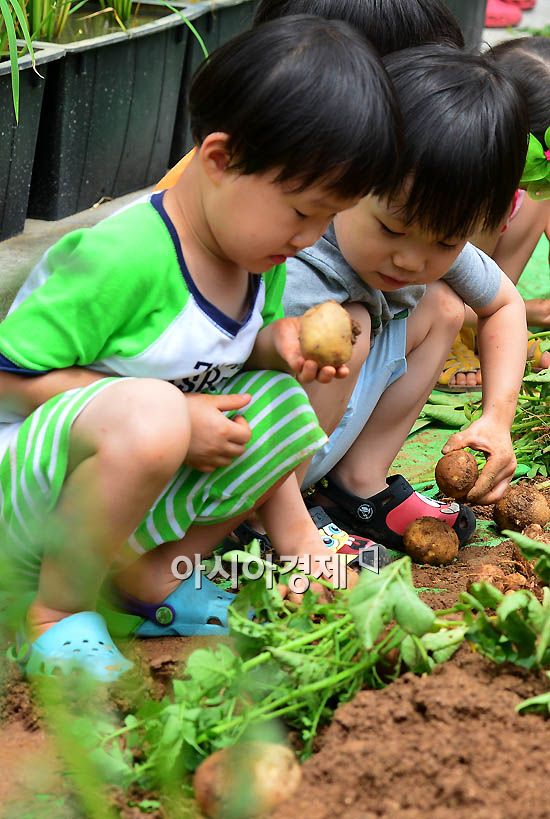 [포토]감자 캐는 아이들