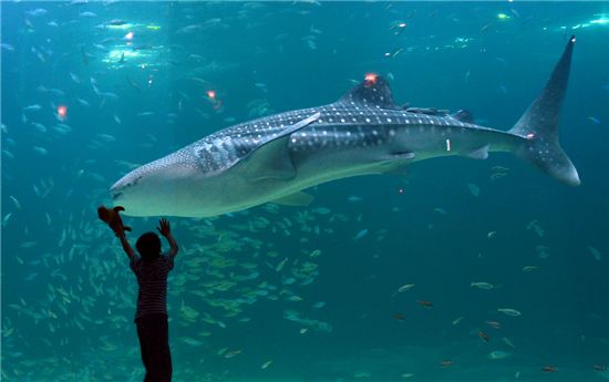 와~세상에서 가장 큰 물고기다! 고뢔~~상어