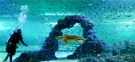 [여행 포토]'한화 아쿠아플라넷 제주'의 바다속 풍경 