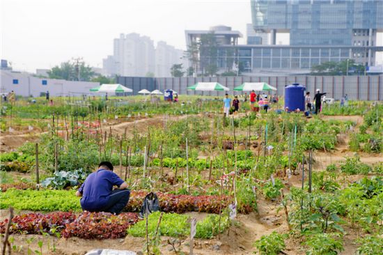 금천구, 한내텃밭 호미걸이 축제 열어 