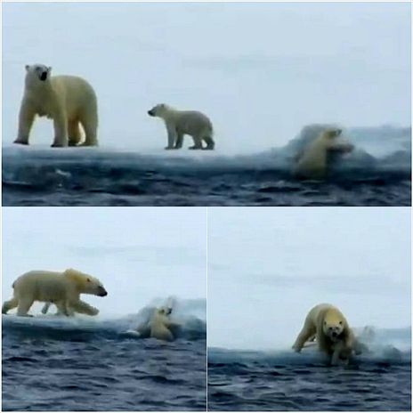아기곰 구하는 북극곰, "어미곰은 노련해!"
