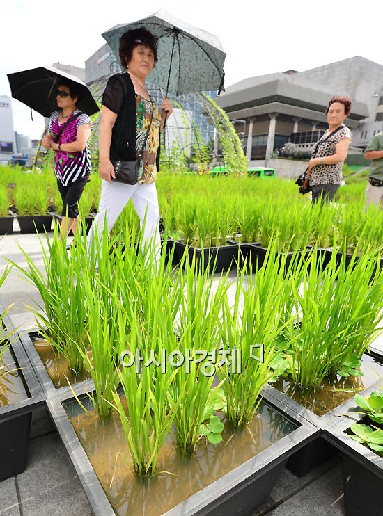 [포토]푸르름 더하는 벼들