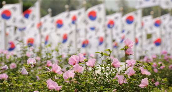 매일 피어나는 수천 그루 무궁화의 향연