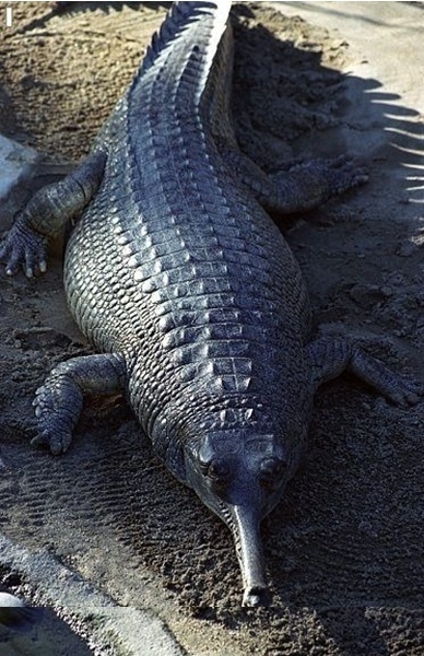 가장 만만한 악어? … 반전이빨 '충격'