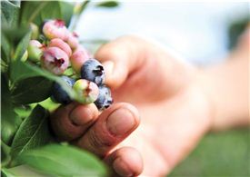 [당당한 인생2막 50+]“길 깔고 개간에만 6년준비, 이젠 블루베리 인생 꽃피웠죠”