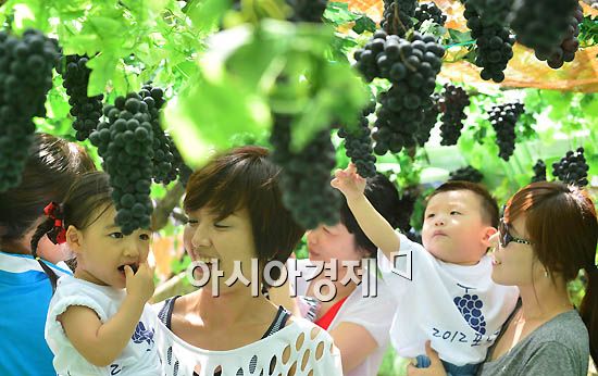 [포토]포도야 포도야