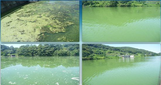 온통 녹색빛으로 뒤덮힌 서울 한강 (자료=서울시)