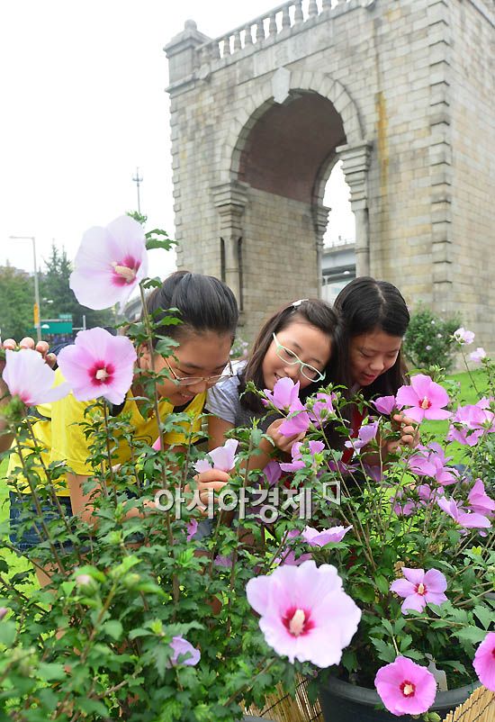 [포토]독립문에 무궁화가 활짝~