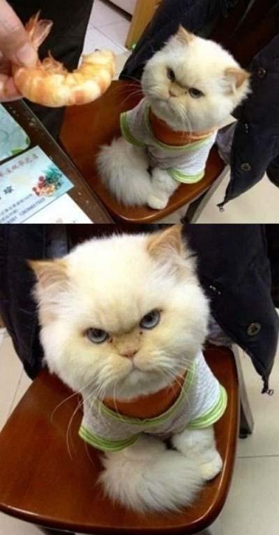 새우 싫었던 고양이(출처: 온라인 커뮤니티) 