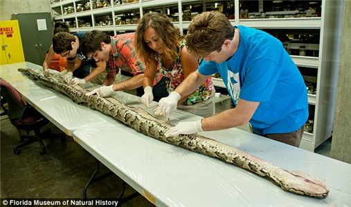 美 공원서 발견된 괴물 왕뱀, 알이 87개 '경악'