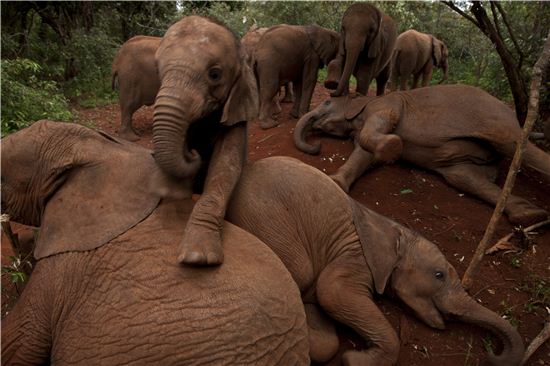 고아 코끼리 구호 센터의 고아 코끼리들 ⓒ마이클 니콜스(Michael Nichols)/내셔널지오그래픽